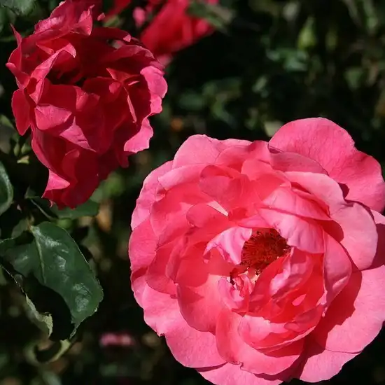 Trandafiri Floribunda - Trandafiri - Rózsaszín - 